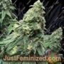 War Headz Auto by Eleven Thirty Genetics Cannabis Seeds For Sale at Just Feminized