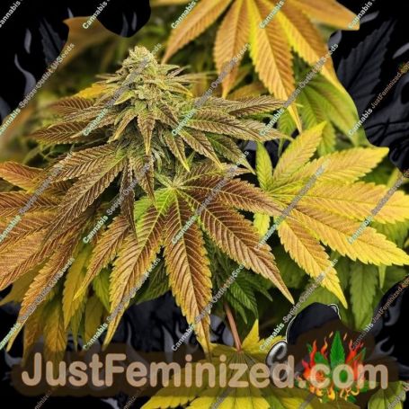 Zerbert Auto by Eleven Thirty Genetics Cannabis Seeds For Sale at Just Feminized