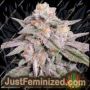 Jet Fuel AMG by Just Feminised Cannabis Seeds For Sale at Just Feminized