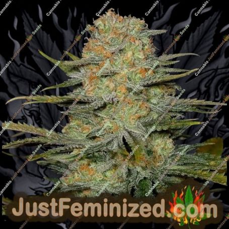 Amnesia by Just Feminised Cannabis Seeds For Sale at Just Feminized