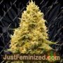 Amnesia Fast V by Just Feminised Cannabis Seeds For Sale at Just Feminized