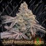 Apple Fritter Auto by Just Feminised Cannabis Seeds For Sale at Just Feminized