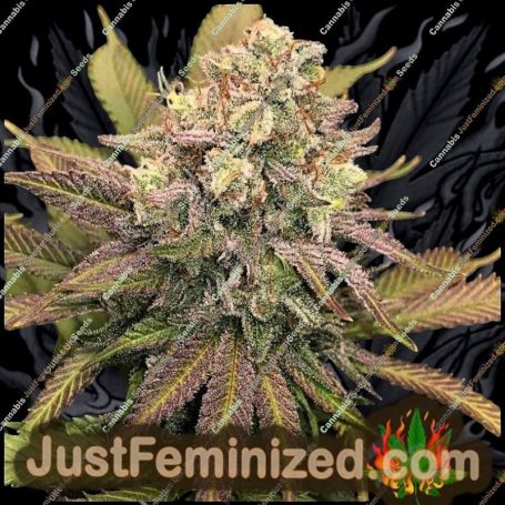 Banana Punch by Just Feminised Cannabis Seeds For Sale at Just Feminized
