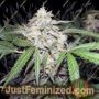 Chapita by Cannabiogen Cannabis Seeds For Sale at Just Feminized