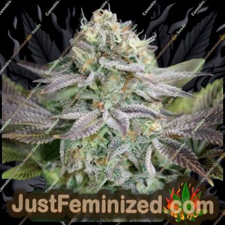 Blue Dream Auto by Just Feminised Cannabis Seeds For Sale at Just Feminized
