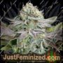 Blue Dream Auto by Just Feminised Cannabis Seeds For Sale at Just Feminized