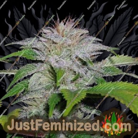 White Candy by 710 Genetics Cannabis Seeds For Sale at Just Feminized