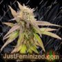 Blueberry Auto by Just Feminised Cannabis Seeds For Sale at Just Feminized