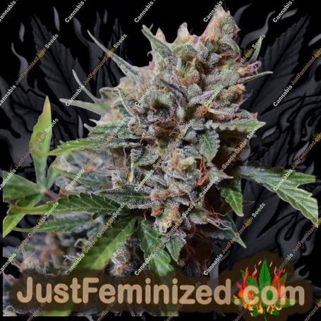Blueberry Cheese by Just Feminised Cannabis Seeds For Sale at Just Feminized