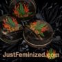 Blueberry Cheese Just Feminized Souvenir Marijuana Seeds Original Breeder Packaging