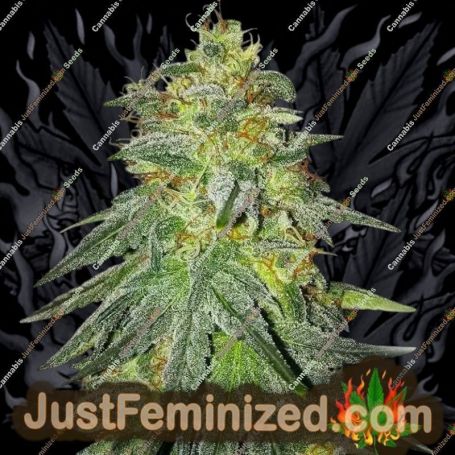 Bruce Banner by Just Feminised Cannabis Seeds For Sale at Just Feminized