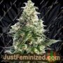 Exodus Buddha Cheese by Just Feminised Cannabis Seeds For Sale at Just Feminized
