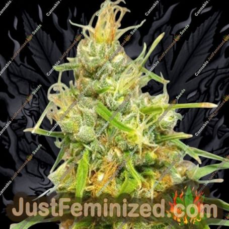Durban by Cannabiogen Cannabis Seeds For Sale at Just Feminized