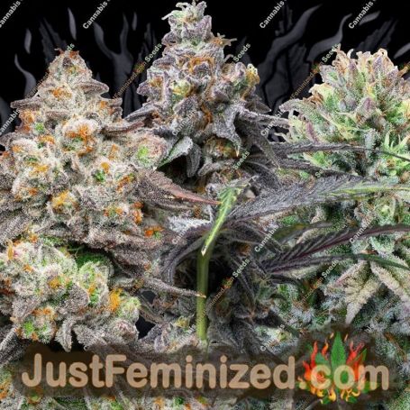 Mixed by Cannabiogen Cannabis Seeds For Sale at Just Feminized