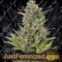 Double Big Bud Auto by Just Feminised Cannabis Seeds For Sale at Just Feminized