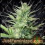 Durban Poison Auto by Just Feminised Cannabis Seeds For Sale at Just Feminized