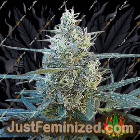 Mangobiche by Cannabiogen Cannabis Seeds For Sale at Just Feminized