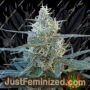 Mangobiche by Cannabiogen Cannabis Seeds For Sale at Just Feminized