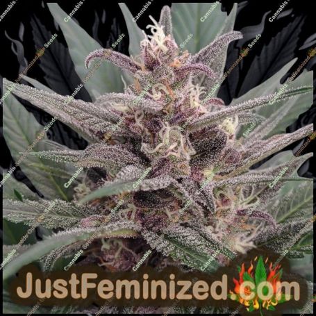 Forbidden Muffin Auto by Just Feminised Cannabis Seeds For Sale at Just Feminized