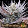 Forbidden Muffin by Just Feminised Cannabis Seeds For Sale at Just Feminized