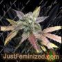 Gelato Auto by Just Feminised Cannabis Seeds For Sale at Just Feminized