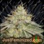 Gorilla Fritters Auto by Just Feminised Cannabis Seeds For Sale at Just Feminized