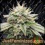 Gorilla Fritters by Just Feminised Cannabis Seeds For Sale at Just Feminized