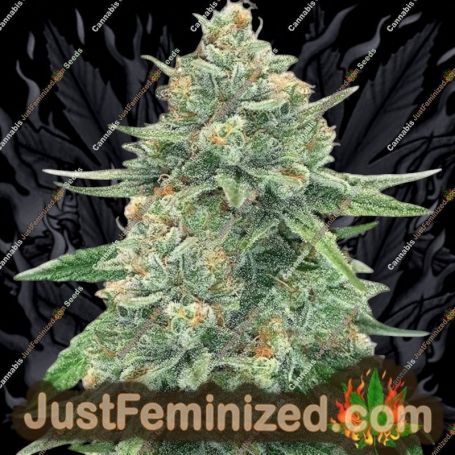 Gorilla Glue No.4 Auto by Just Feminised Cannabis Seeds For Sale at Just Feminized