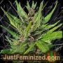 Gorilla Zkittlez Auto by Just Feminised Cannabis Seeds For Sale at Just Feminized