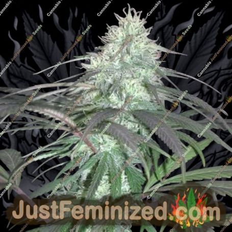Nepal Jam by Cannabiogen Cannabis Seeds For Sale at Just Feminized