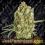 Jack Herer Auto by Just Feminised Cannabis Seeds For Sale at Just Feminized
