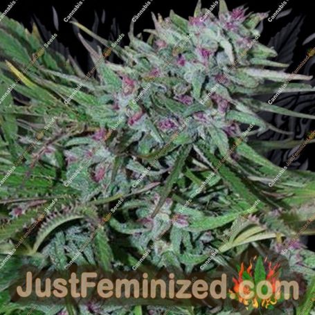 Panama by Cannabiogen Cannabis Seeds For Sale at Just Feminized