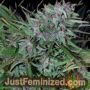 Panama by Cannabiogen Cannabis Seeds For Sale at Just Feminized