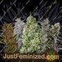 Mixed by Ace Seeds Cannabis Seeds For Sale at Just Feminized