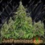 Mazar Auto by Just Feminised Cannabis Seeds For Sale at Just Feminized