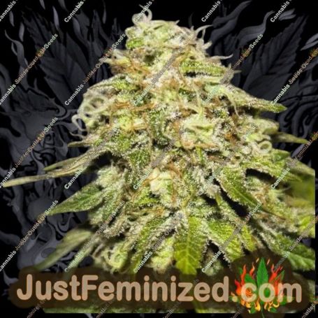 Misty Kali Auto by Just Feminised Cannabis Seeds For Sale at Just Feminized