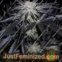 Peyote Purple by Cannabiogen Cannabis Seeds For Sale at Just Feminized