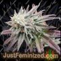Persian Krumble Auto by Just Feminised Cannabis Seeds For Sale at Just Feminized