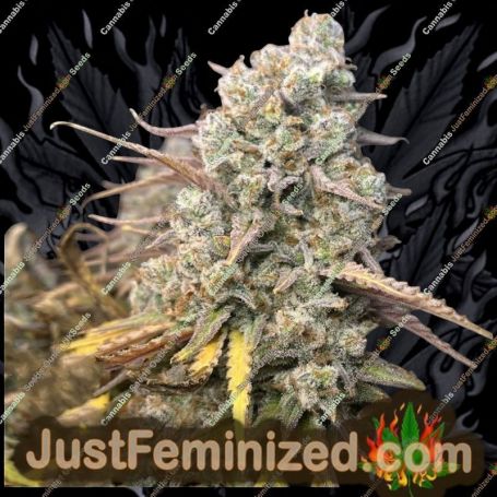 Platinum Gorilla Cookies by Just Feminised Cannabis Seeds For Sale at Just Feminized