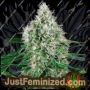 Power Plant Auto by Just Feminised Cannabis Seeds For Sale at Just Feminized