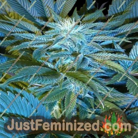 Sandstorm by Cannabiogen Cannabis Seeds For Sale at Just Feminized