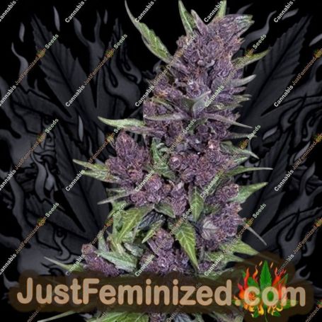 Purple Kush Auto by Just Feminised Cannabis Seeds For Sale at Just Feminized