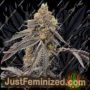 RS11 Rainbow Sherbet Auto от Just Feminized Семена конопли для продажи в Just Feminized