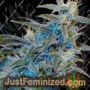 Sugarloaf by Cannabiogen Cannabis Seeds For Sale at Just Feminized
