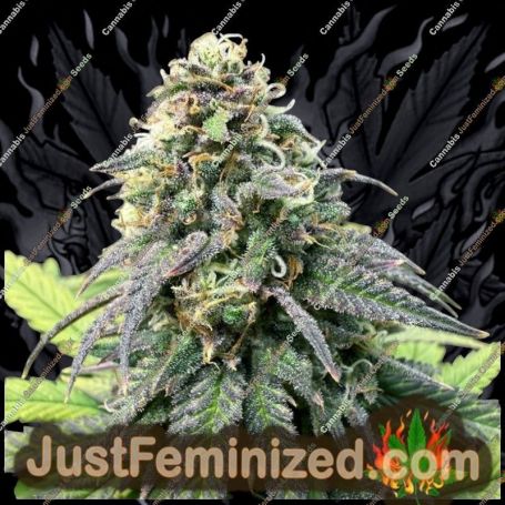 Graines de cannabis féminisées Runtz en vente chez Just Feminized