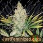 Russian White AK47 by Just Feminised Cannabis Seeds For Sale at Just Feminized