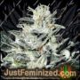 Graines de cannabis Sensi Star de Just Feminised à vendre chez Just Feminized