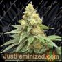 Sour Cheese by Just Feminised Cannabis Seeds For Sale at Just Feminized