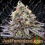 Жевательная резинка Sour Cookies от Just Feminised Семена конопли продаются в Just Feminized