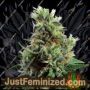 Graines de cannabis Sour Diesel Auto de Just Feminised à vendre chez Just Feminized
